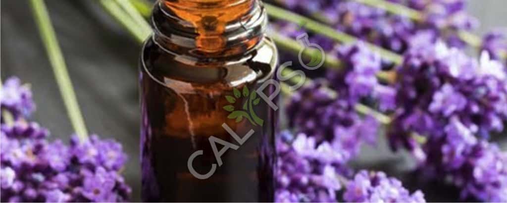 Lavender Brown Absolute Oil Benefits